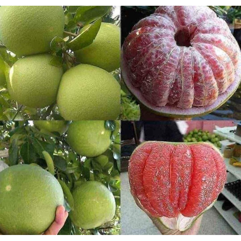 

Jeruk Bali 1 biji Jumbo ( bisa request di kupas )