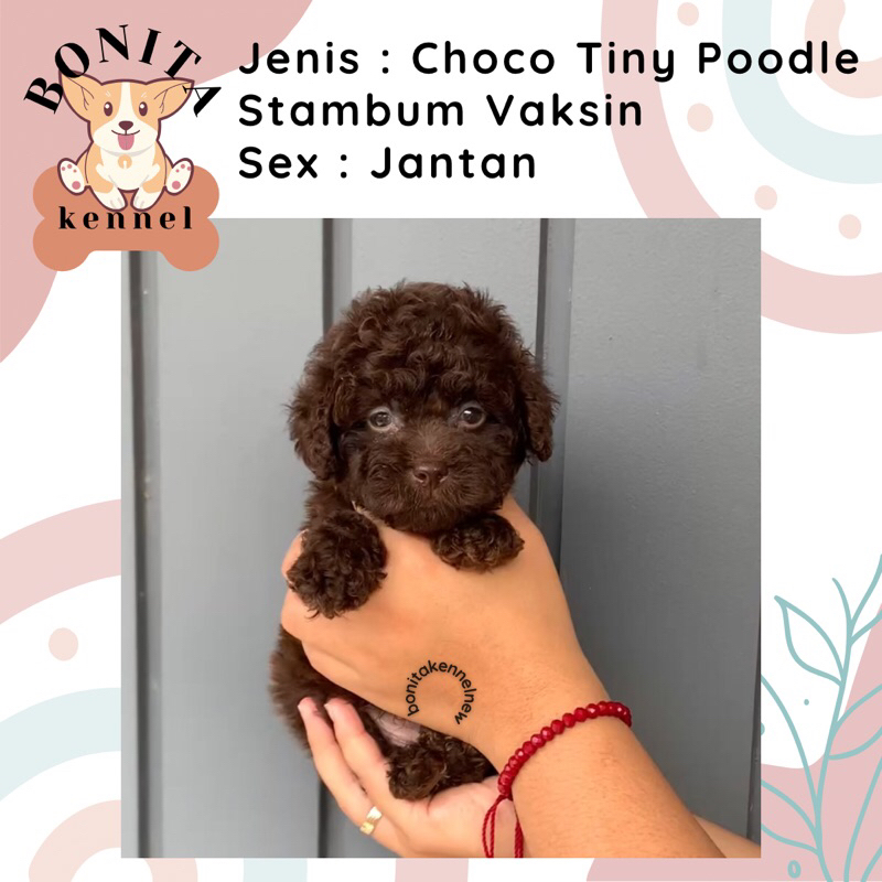 Choco Toy Tiny Tea Cup Poodle Stambum Light Fawn Toy Poodle  Red Toy Poodle Anak Anjing Poodle Janta