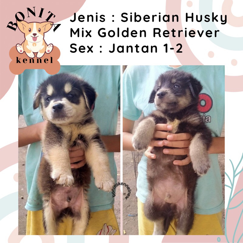 Siberian Husky Mix Golden Retriever Anak Anjing Husky Mix Golden Jantan Betina