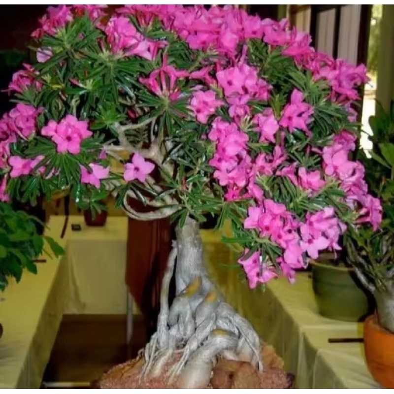 ADENIUM KAMBOJA JEPANG BONSAI SERIBU CABANG BUNGA TUMPUK ADENIUM KAMBOJA JEPANG BONSAI SERIBU CABANG