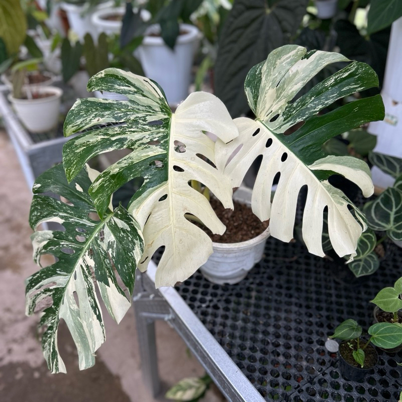 monstera king variegata real pict