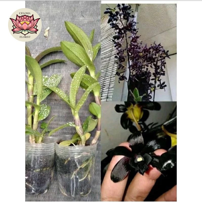bibit anggrek bunga hitam - anggrek black hitam