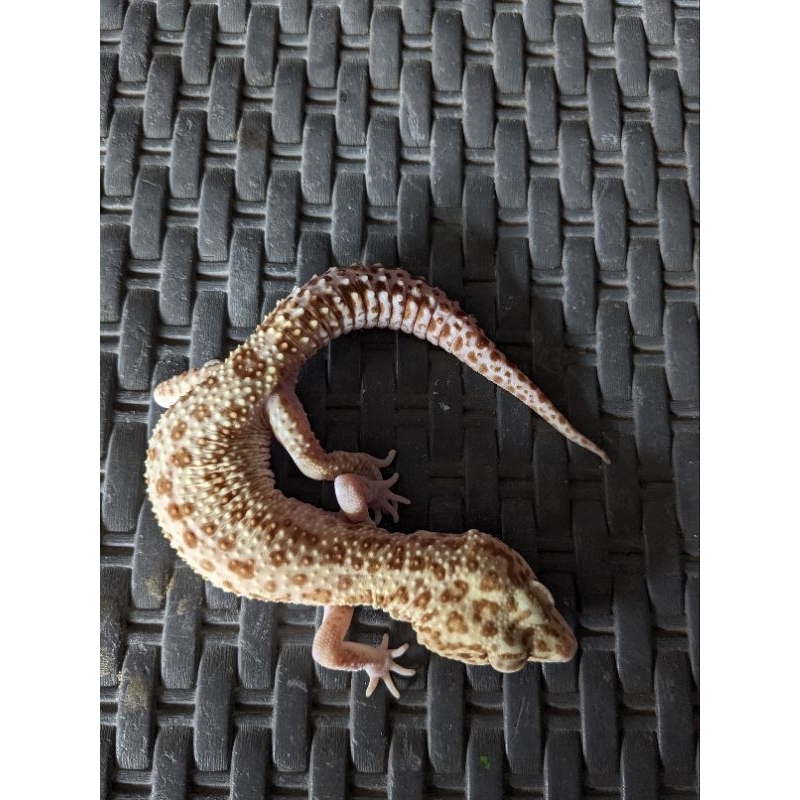 Mainan leopard gecko tremper stripe