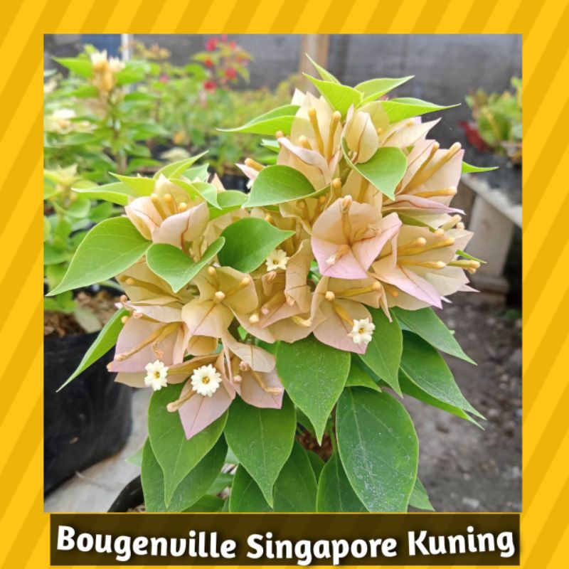 Bugenvil ORI Singapore Kuning