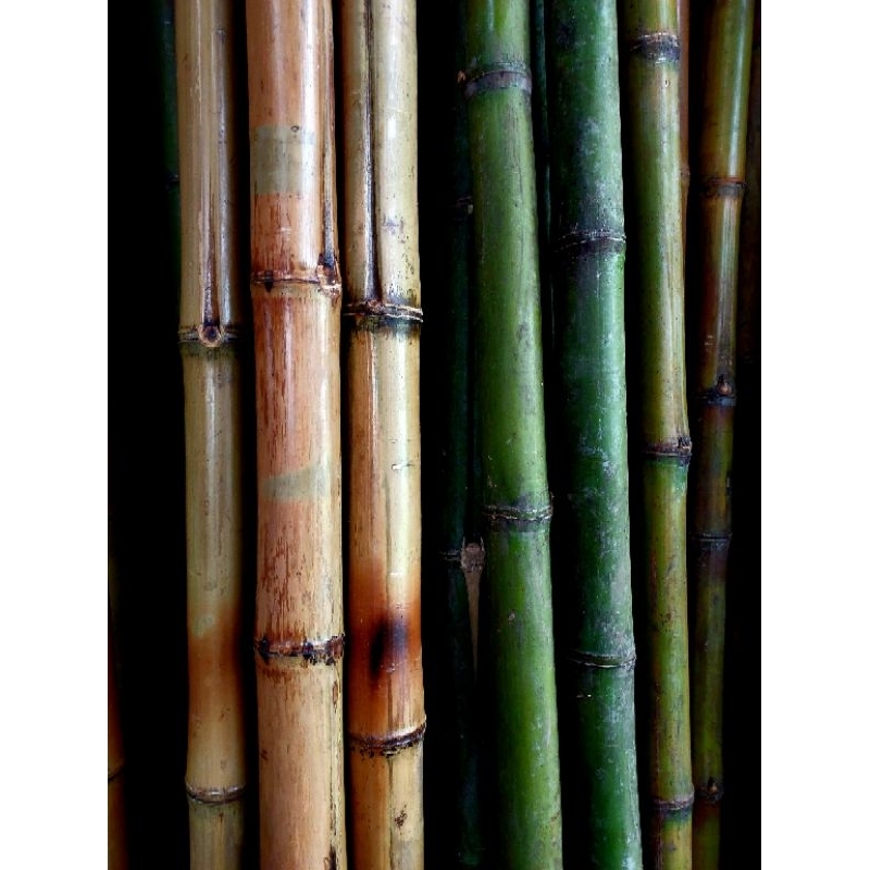 Batang Bambu untuk Kerajinan / Batang Bambu Cendani / Bambu Kuning