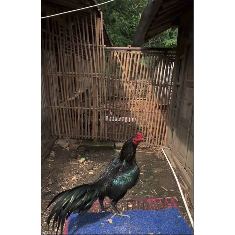

TELUR TETAS AYAM GILA BANGKOK BLACKBROK CLASIK UNTUK DI TETASKAN