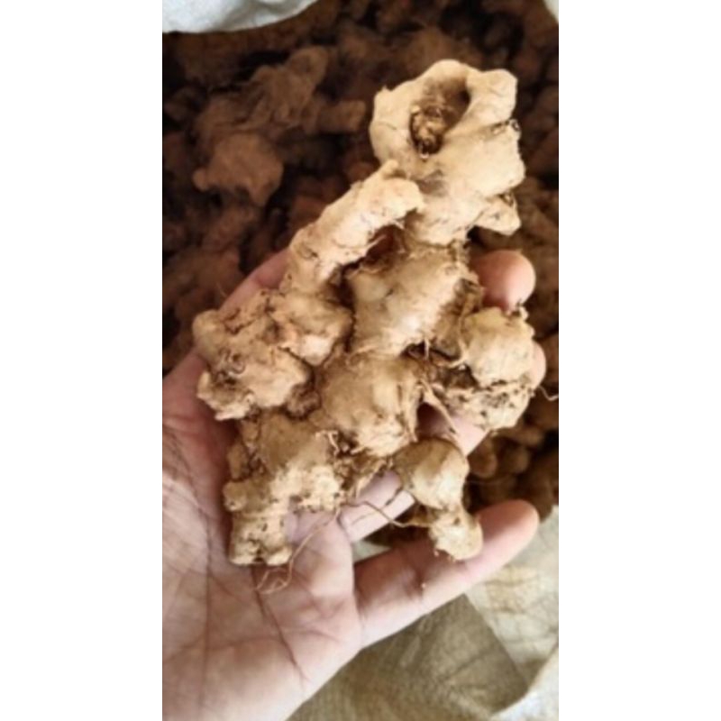 

JAHE EMPRIT 0.5Kg / JAHE PEDAS / SMALL GINGER / MURAH / BUMBU DAPUR / REMPAH