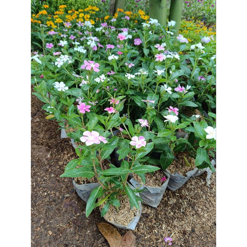 Tanaman Hias Bunga Tapak Dara - Pohon Tapak Dara - Bunga Tapak Dara