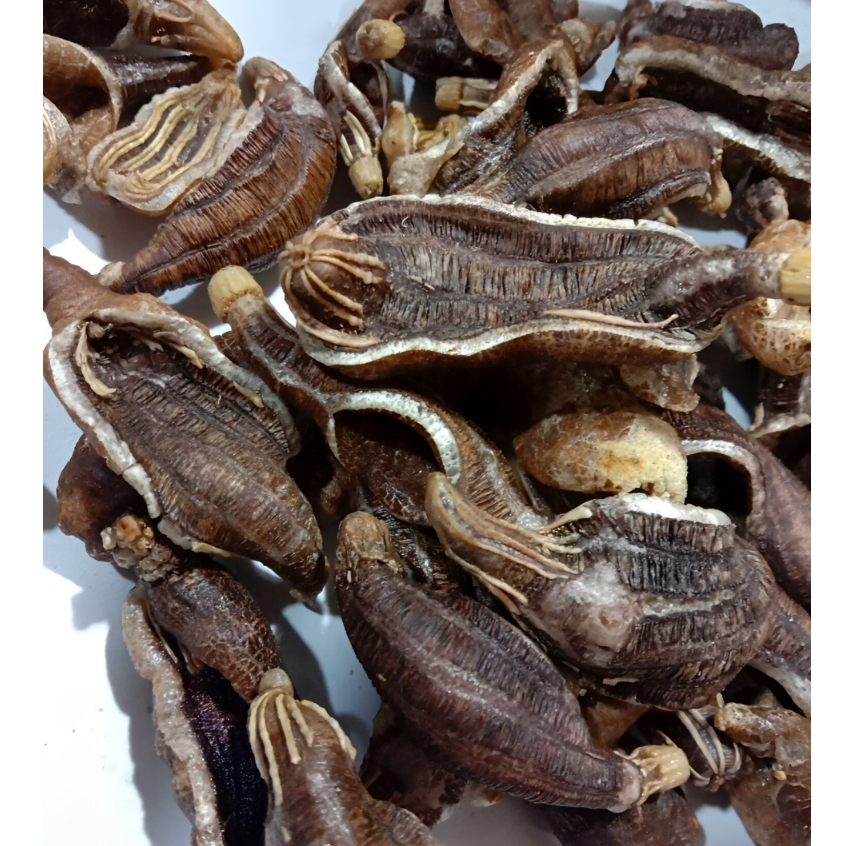 

Kripik Keripilk Tripang Teripang Laut Seacucumber Khas Madura