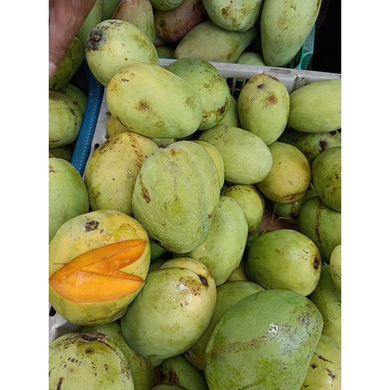 

Perkilo Mangga Masak Mangga indramayu