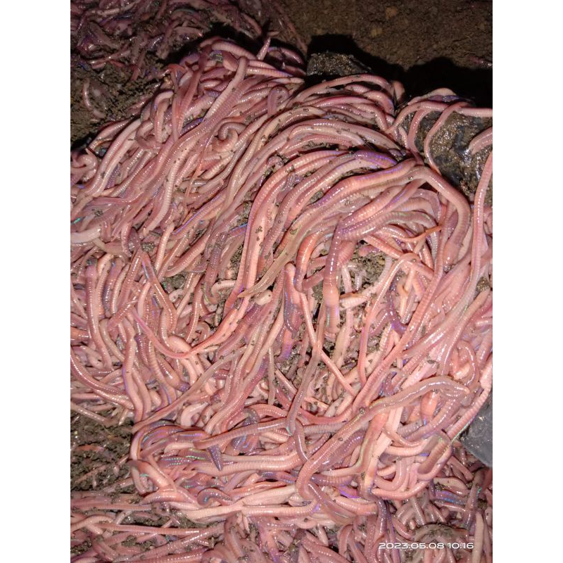 Cacing Merah | Cacing Tanah | Cacing ANC | Berat Bersih 1kg