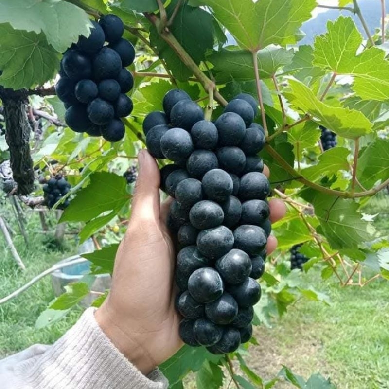 

Buah anggur hitam 1Kg