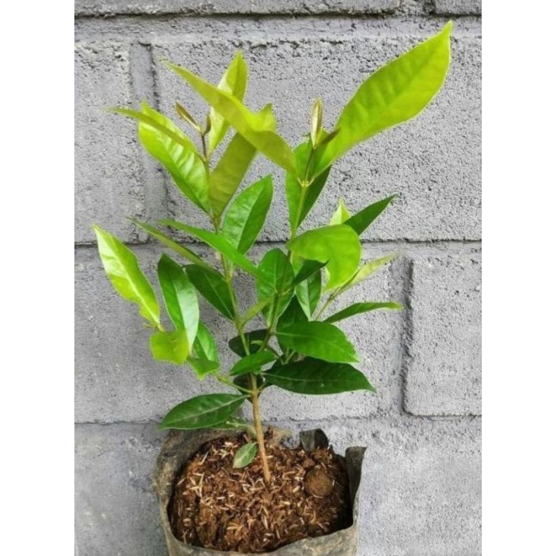 

DaunSalam/UntukMasakan/dll