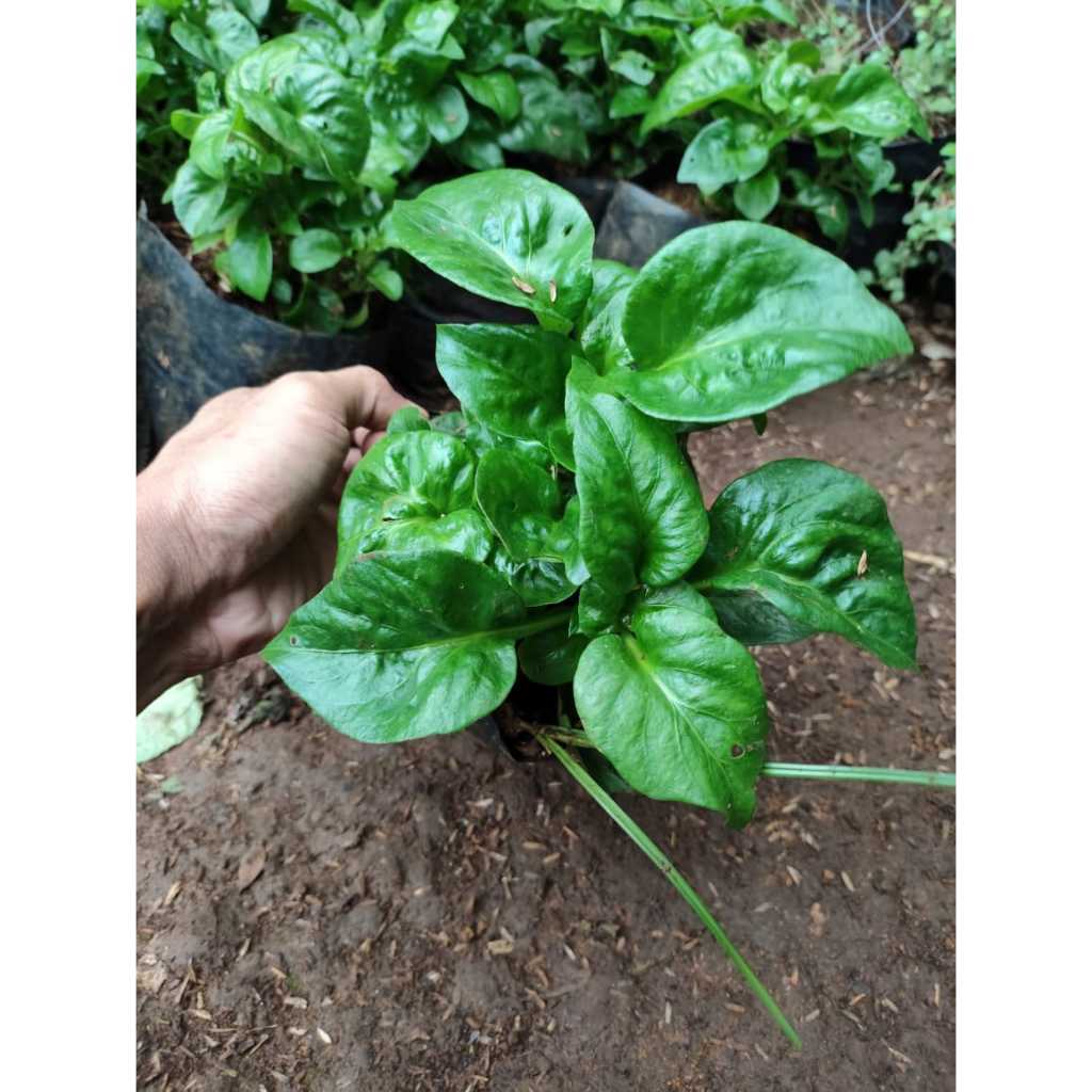 Bibit bayam brazil organik siap tanam