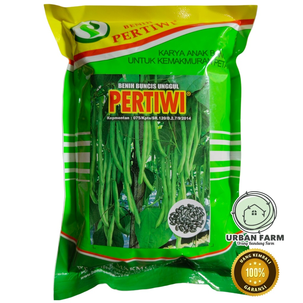 Benih BUNCIS PERTIWI 500gram | Benih Buncis Unggul PERTIWI
