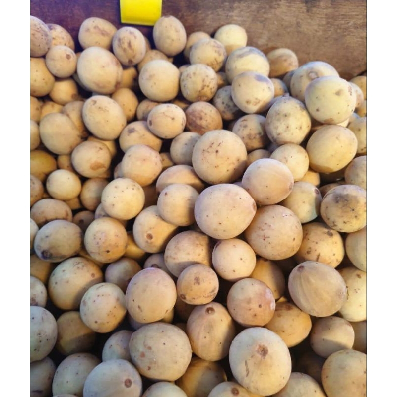 

DUKUH PALEMBANG SEGAR ASLI YUK COBAIN