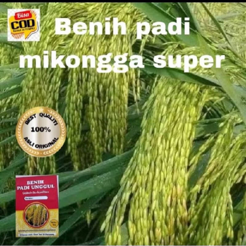 BENIH BIBIT PADI MIKONGGA SUPER UNGGUL 1KG