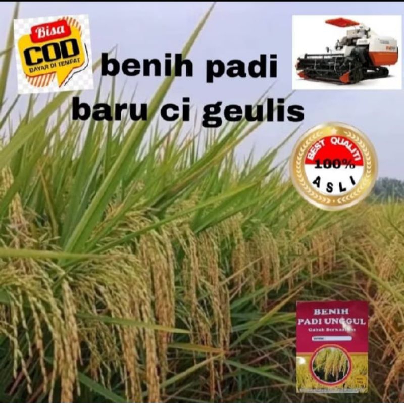 BENIH BIBIT PADI CIHERANG CIGEULIS 1KG