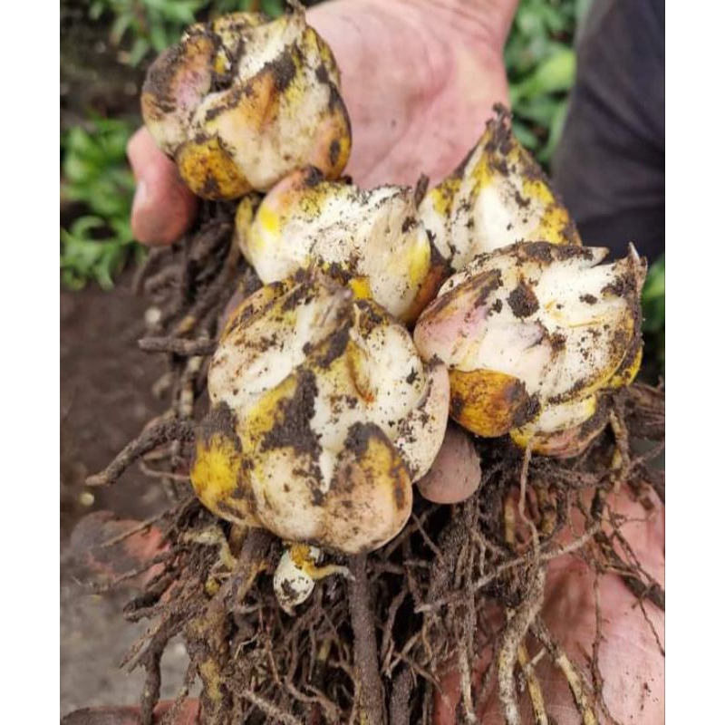 

Umbi Lilium Oriental Import