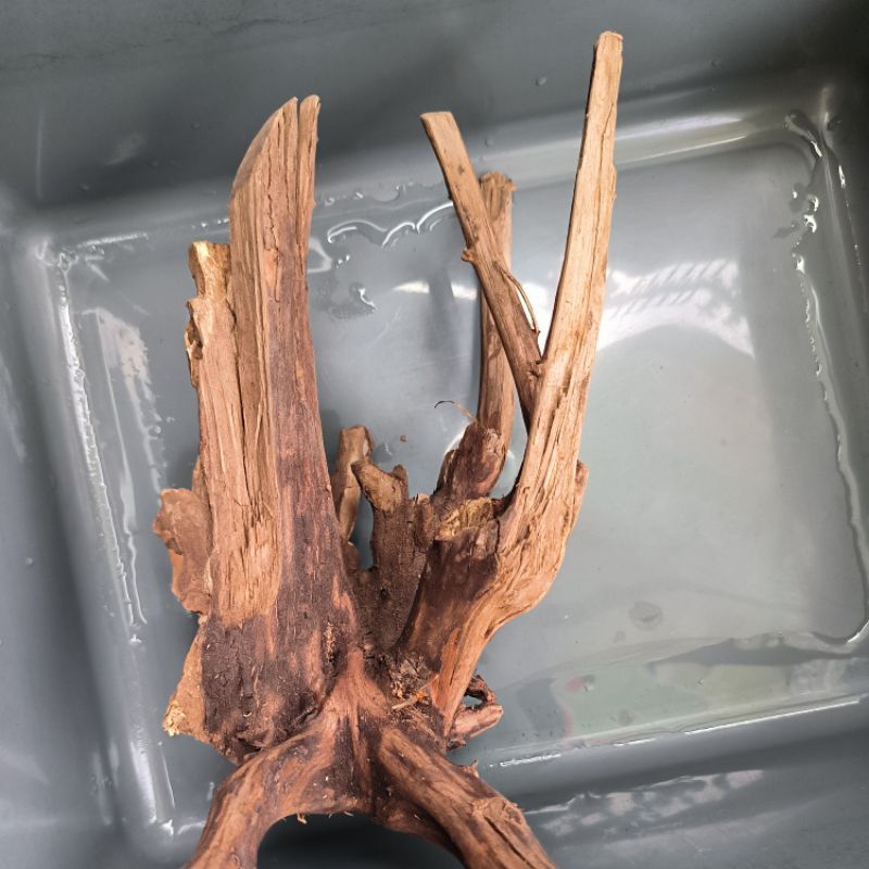 Akar kayu Rasamala Besar Jumbo Hiasan Aquascape Aquarium