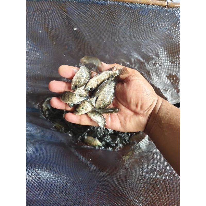 Bibit Ikan Nila Per100 Ekor Jenis Monosex