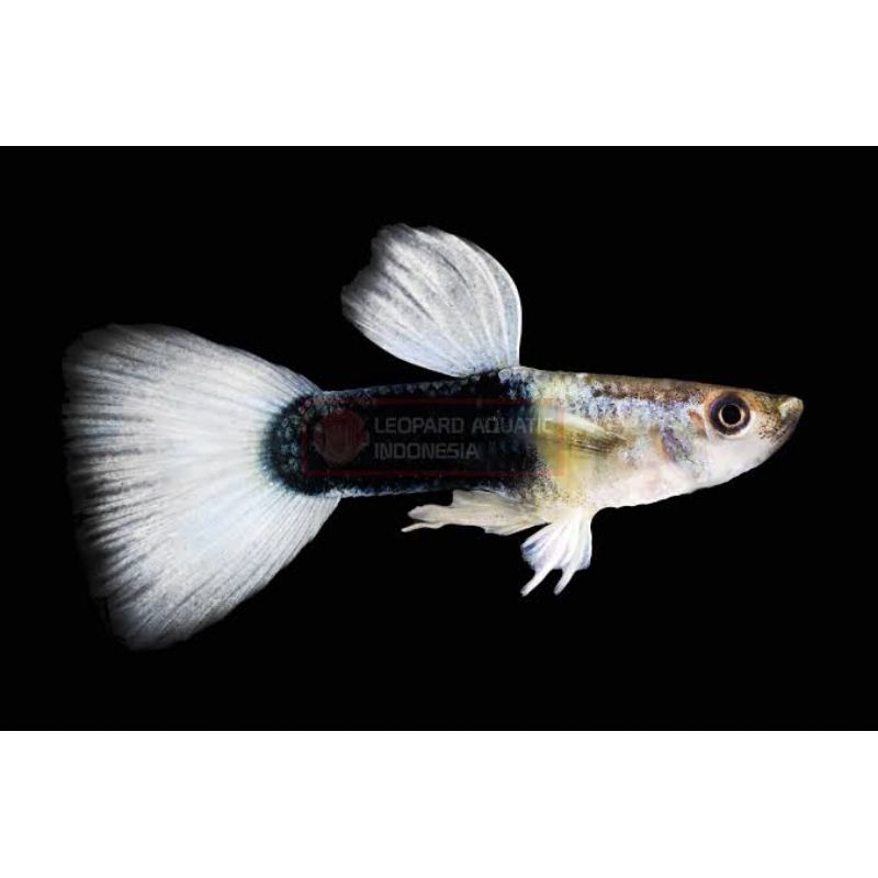 HB WHITE GUPPY