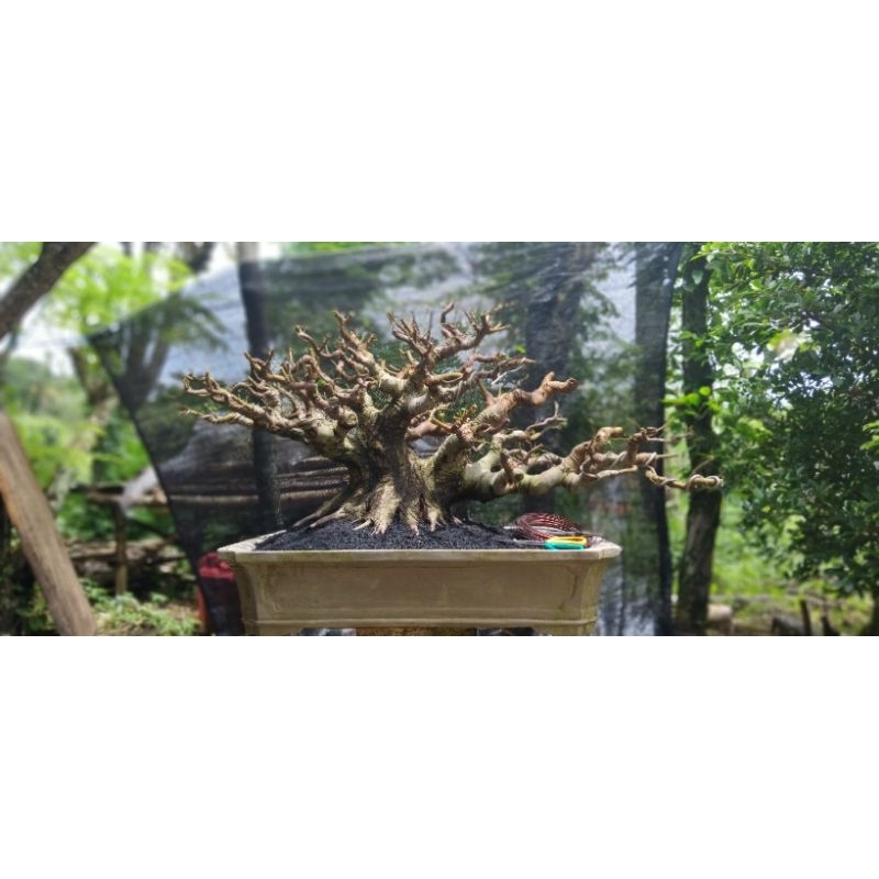 bahan bonsai loa