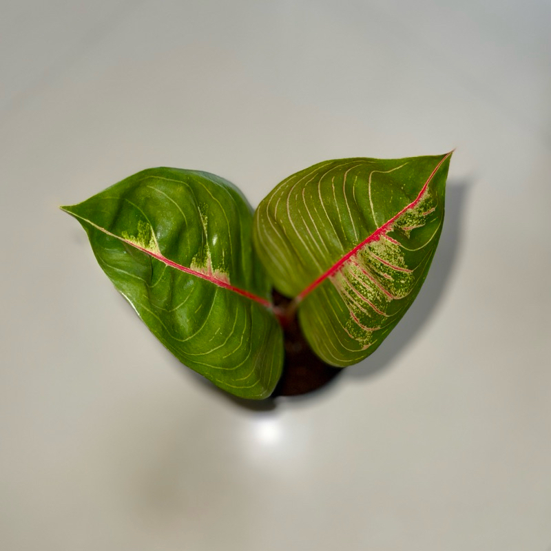 Aglaonema black moonlight gerhana