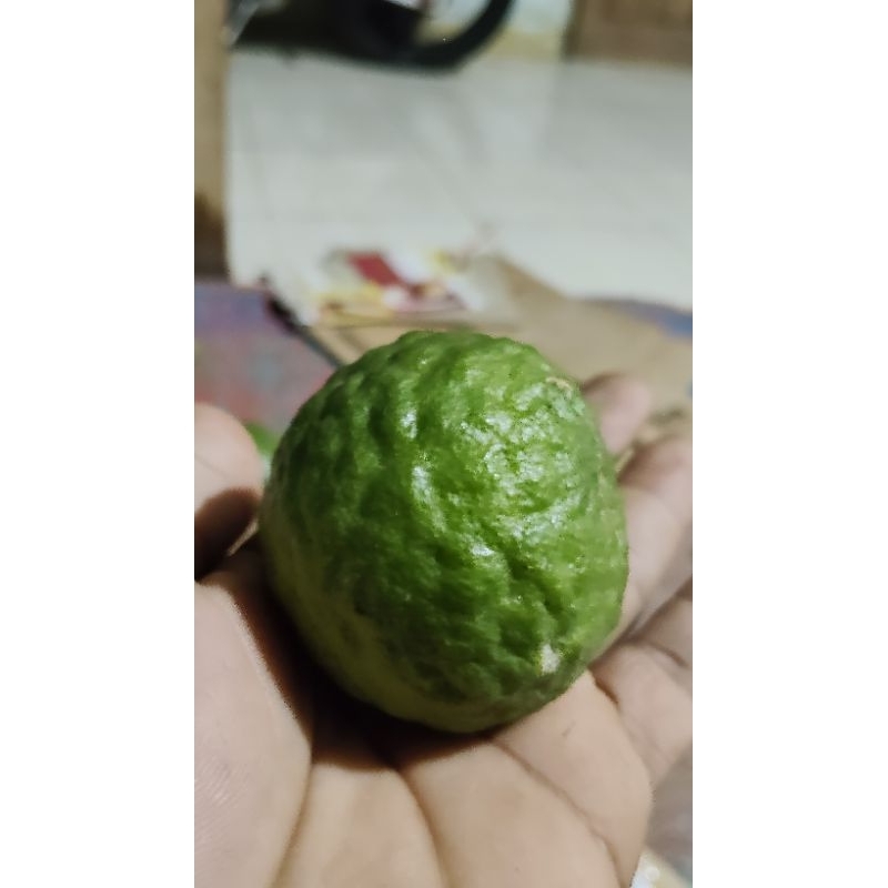 

JERUK PURUT/ BUAT SAMBAL/BUMBU LAINYA