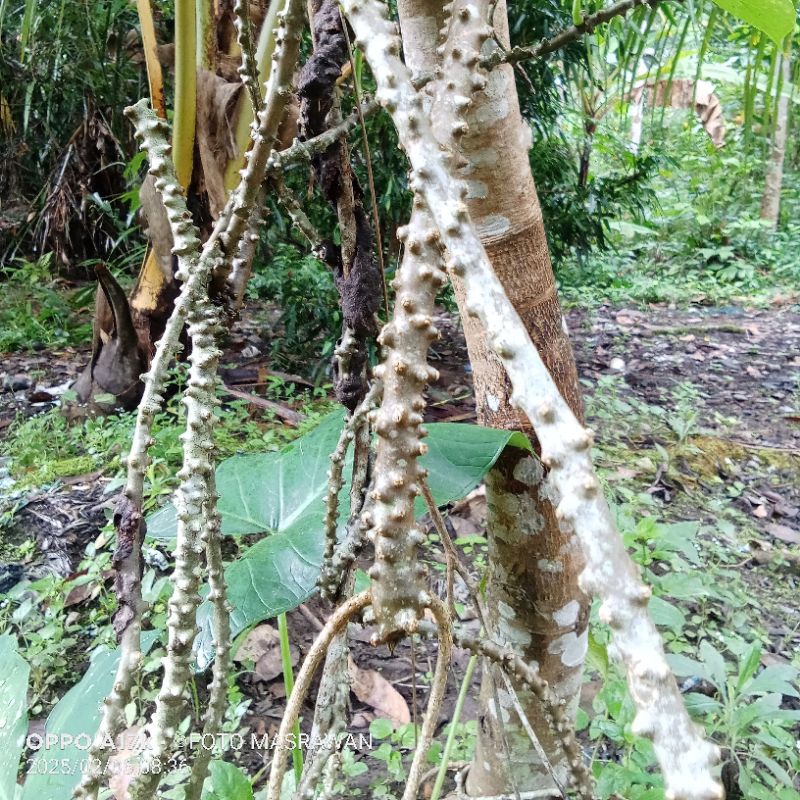 

250g Akar Brotowali Akar Penawar Sampai