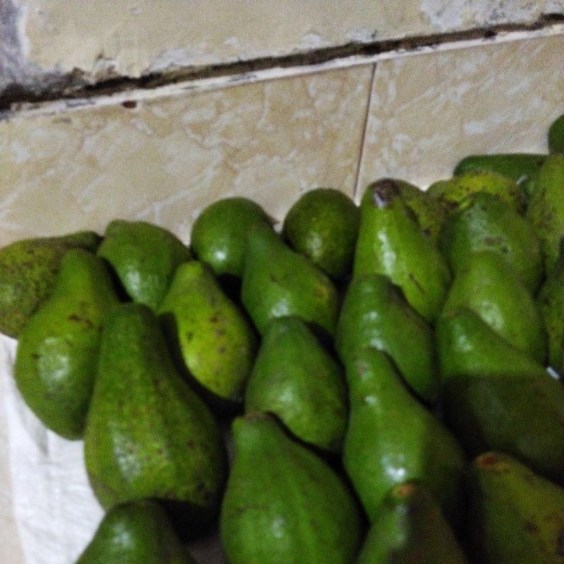 

Alpukat mentega 1KG isi 3-4
