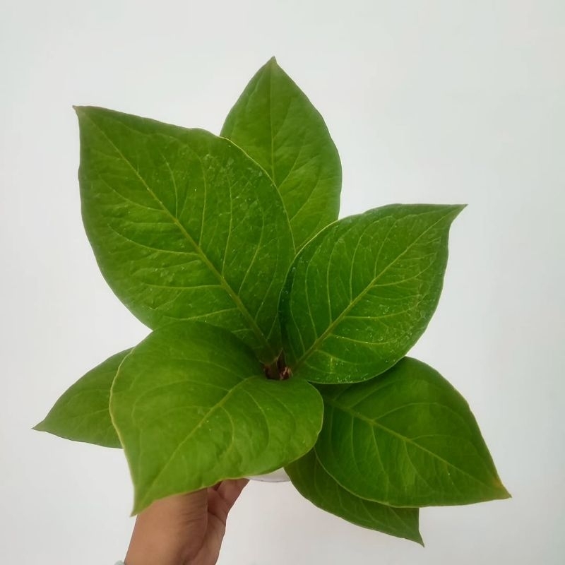 Tanaman Hias Anthurium Jemani Cobra Dewasa / Tanaman Indoor Anthurium Jemani Cobra