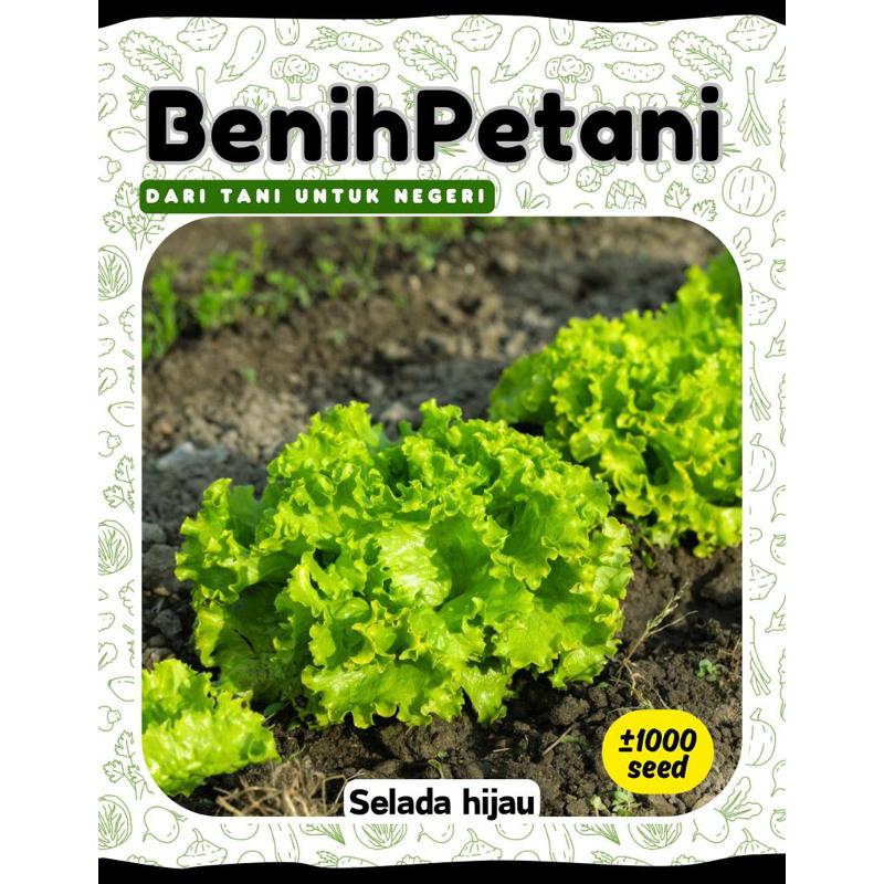 1000 Bibit Benih Sayur Selada Hijau Keriting