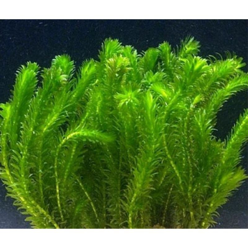 Ganggang air hydrilla Tanaman Aquascape Hiasan Aquarium