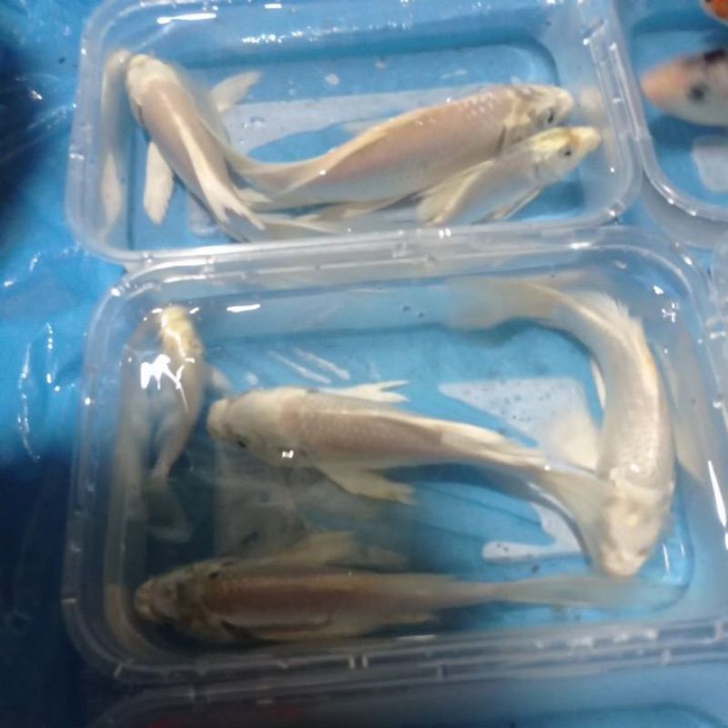 koi slayer platinum paket 4