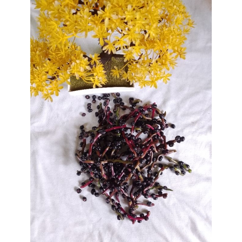 

Biji Buah Angkung segar 150 biji+30biji obat setroke
