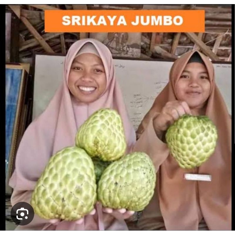 srikaya jumbo berbunga 5kg