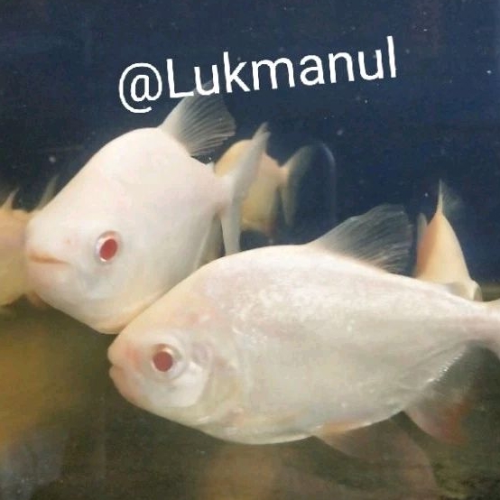 Ikan pacu albino size M