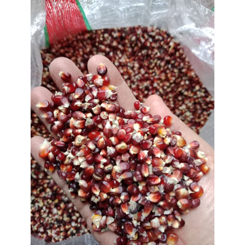 

jagung kering manggis ungu