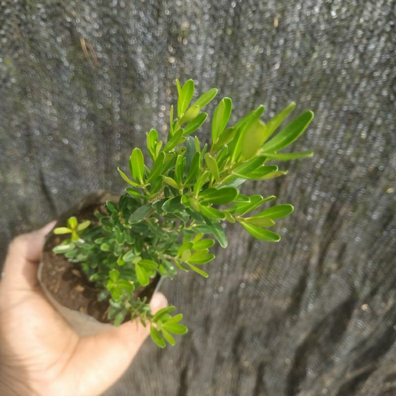 bonsai boxus/ bahan bonsai boxus/bibit tanaman boxus