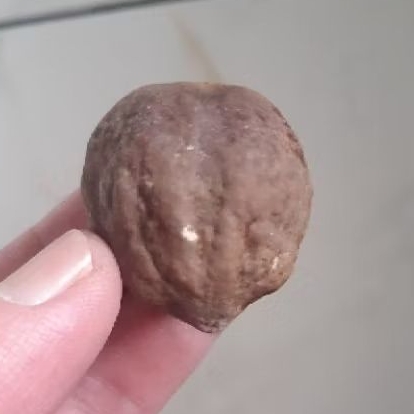 Kemiri Adu Muncang Adu Mayit Jawa MJ Ori Kaliwiro Tua Jatuhan