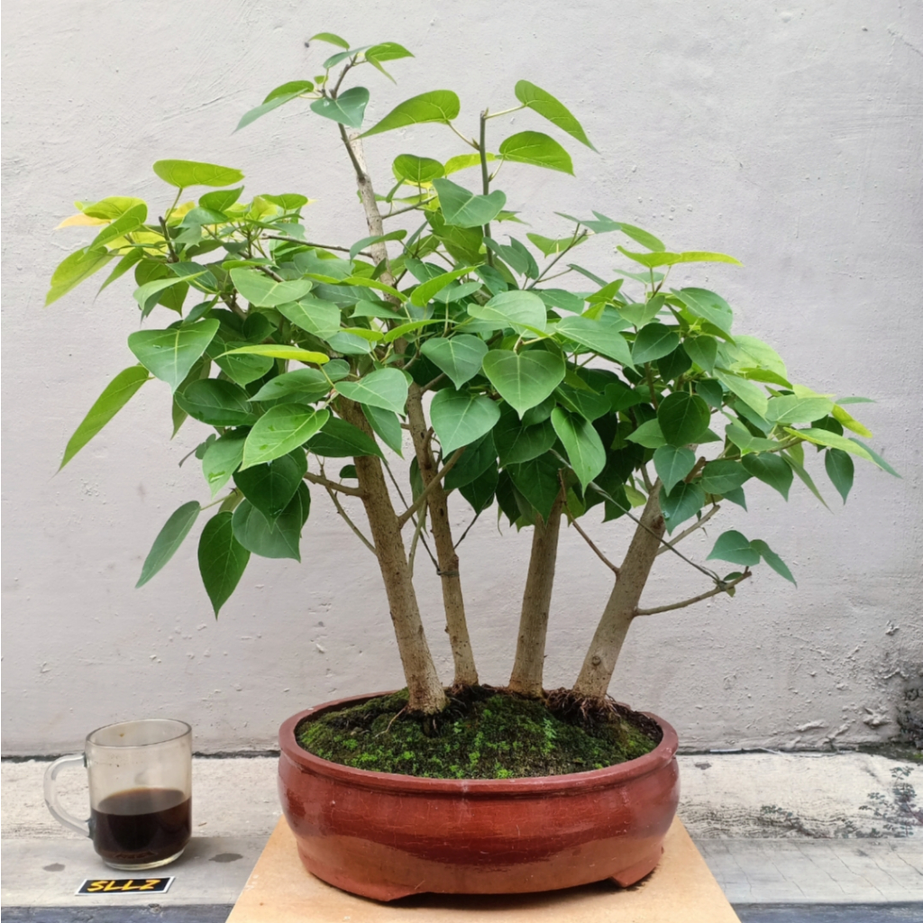 Bonsai Ancak (Ficus rumphii) Grouping Sesuai Gambar