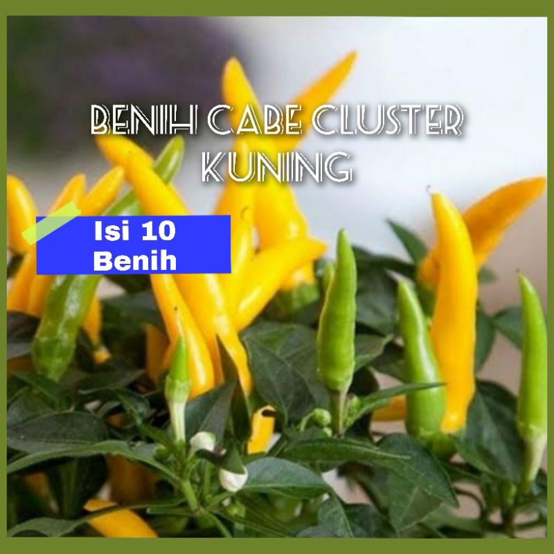 Benih Cabe Cluster Kuning (10 benih)