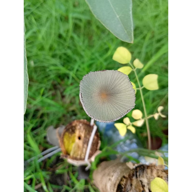 

Bubuk Jamur Alami 2 Kg