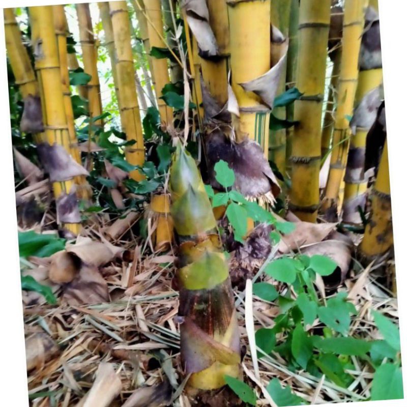 

rebung bambu kuning grade A