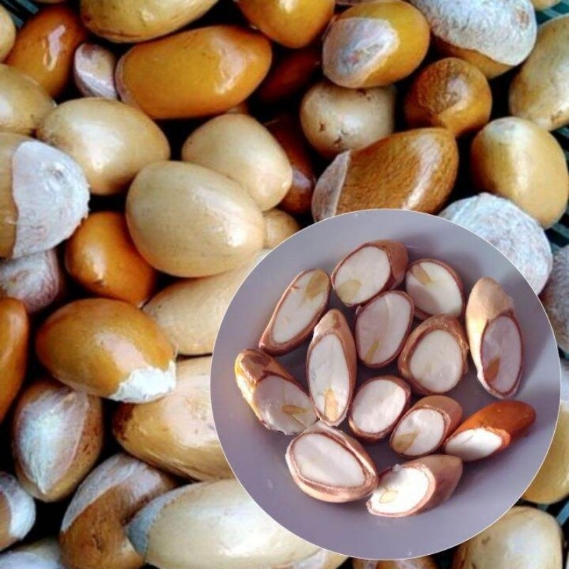 

biji durian slg isi 255 pcs / kotak