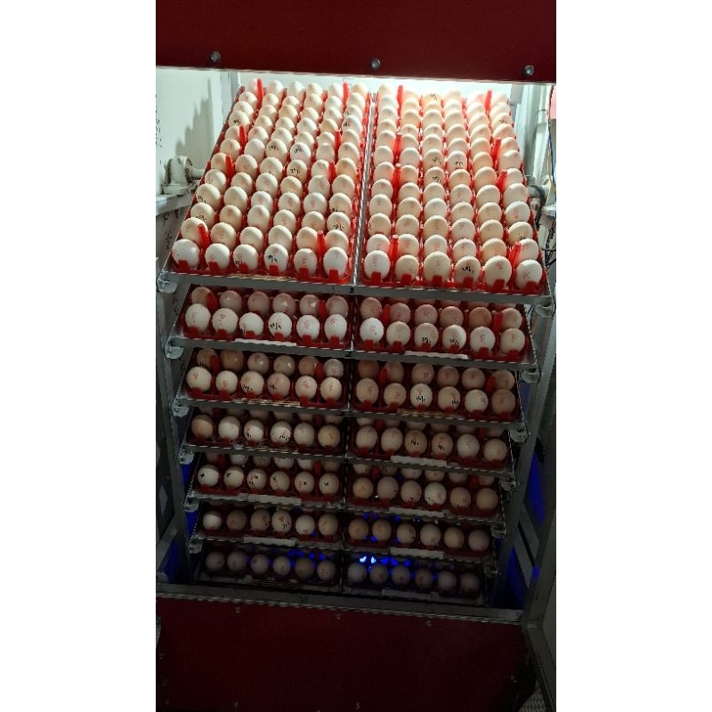 

Telur fertil ayam KUB (50 butir)