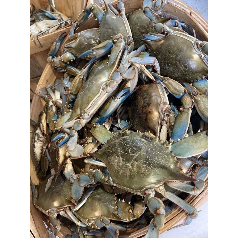 

Rajungan ( kepiting rajungan / kepiting laut ) 1 kg segar