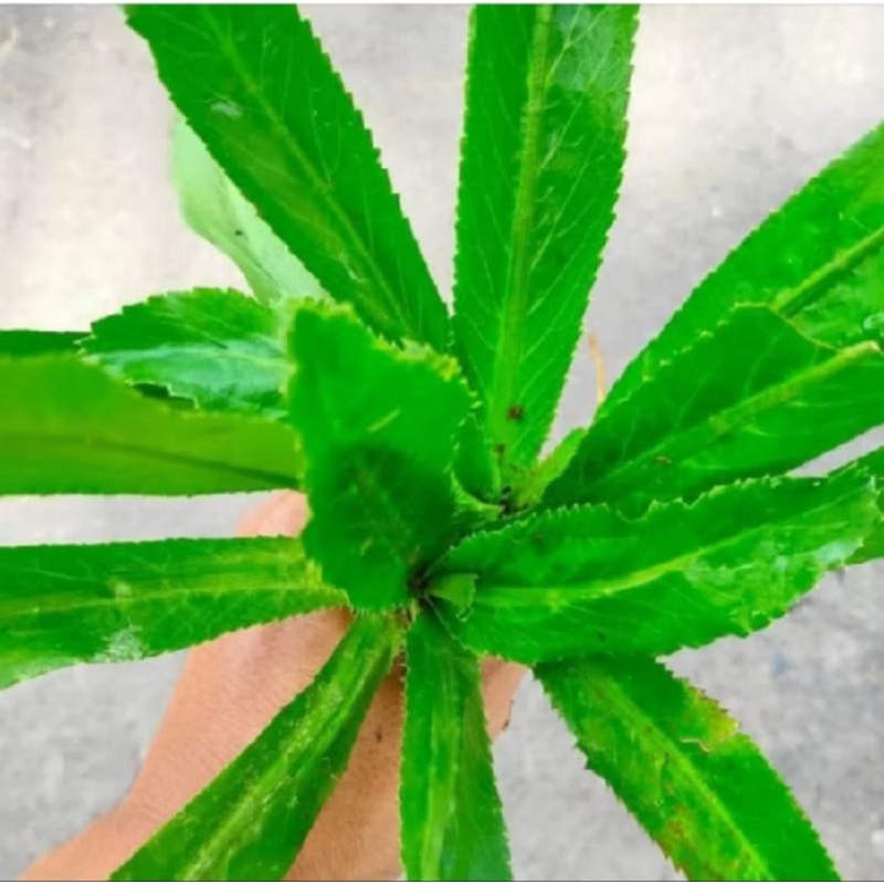 

Murah!! daun walang sangit segar 500gram