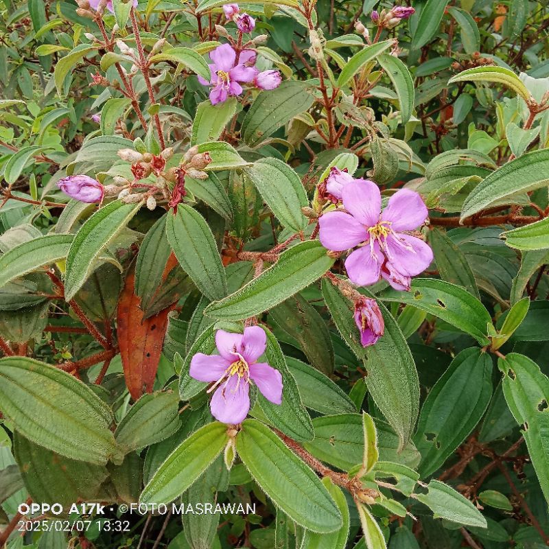 

250 Daun Senggani Senduduk